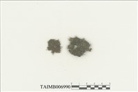 藏品(葉蘚目)的圖片